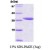 SDS-Page: 14-3-3 epsilon Protein [NBC1-18392] - 14-3-3 epsilon, 29 kDa (255 aa), confirmed by MALDI-TOF with a purity of 95% by SDS - PAGE